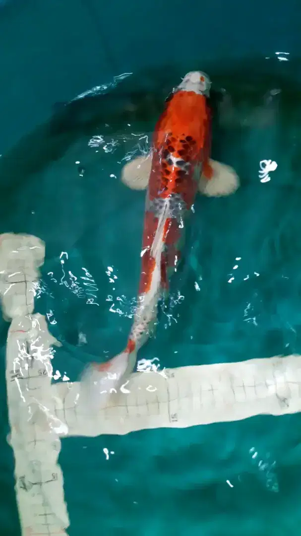 Ikan koi Kujaku 34cm jantan HQ