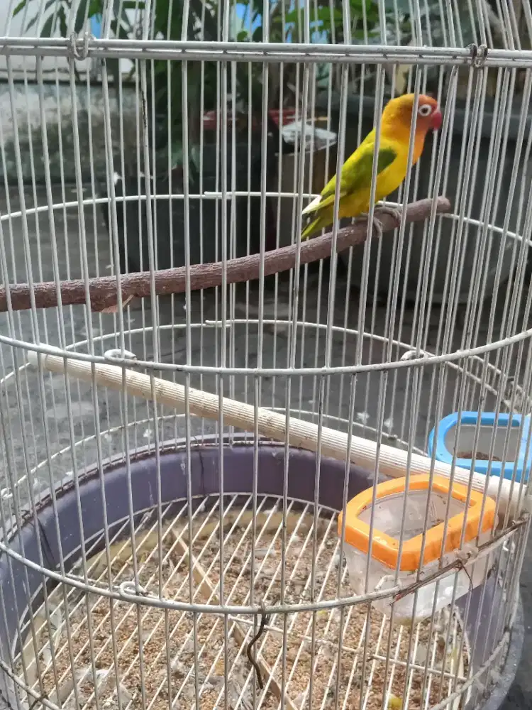 Burung love bird betina GS