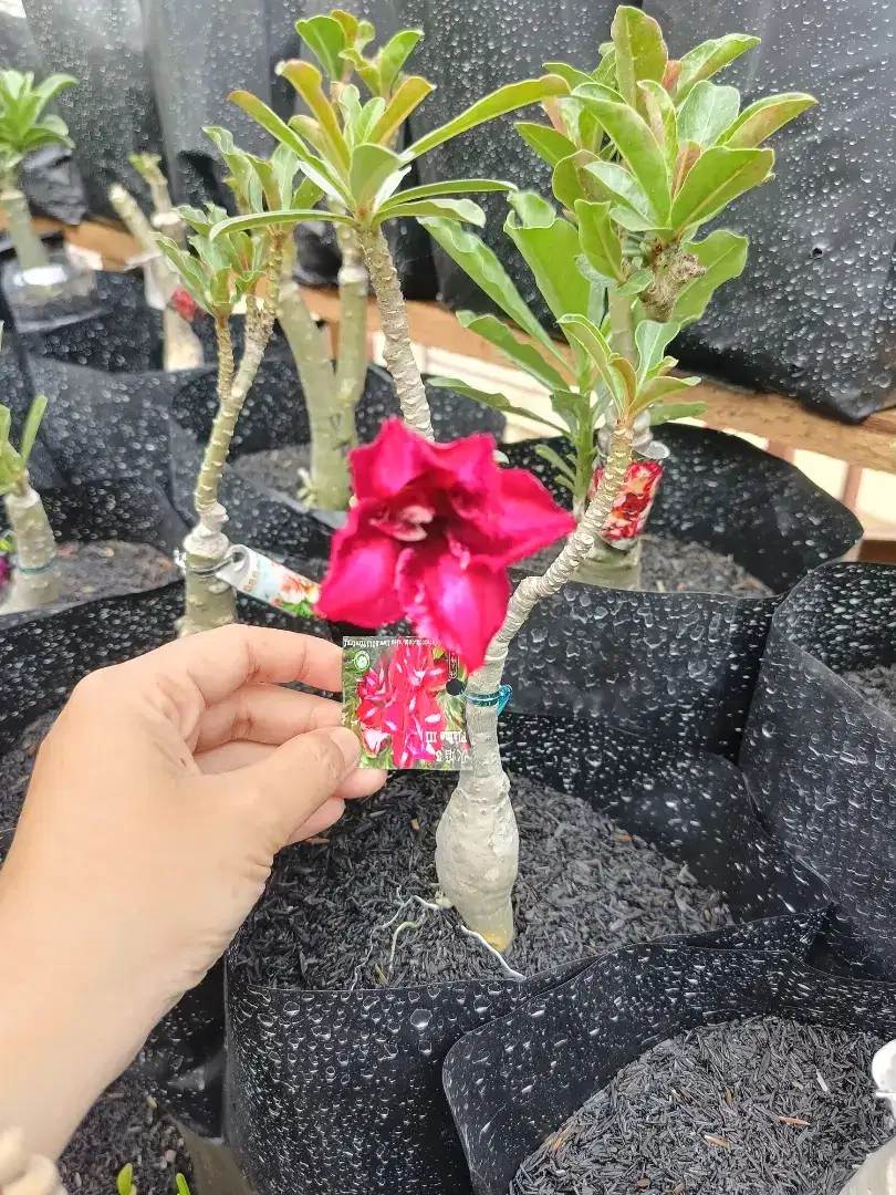 Adenium bunga tumpuk