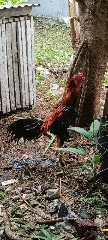 Ayam Jago Bangkok Asli Istimewa dewasa jalu panjang