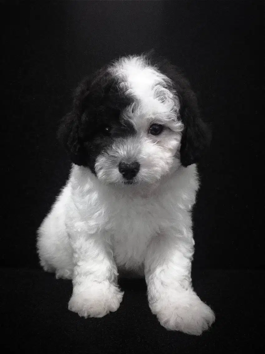 RARE Toy poodle jantan party silver