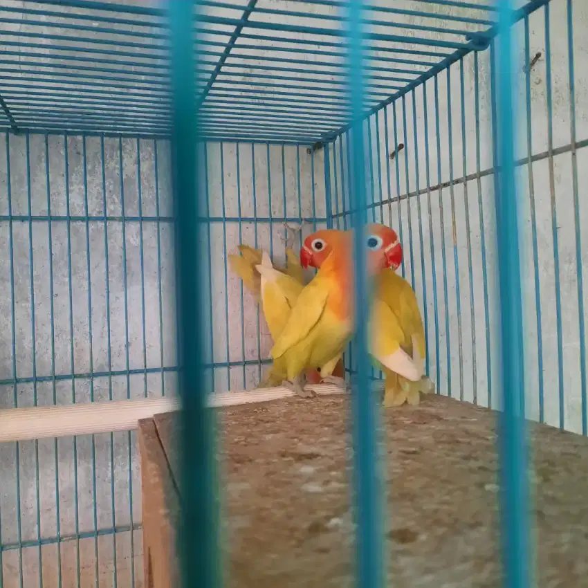 Lovebird paud pastel kuning