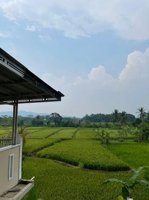 Tanah Sawah Produktif kolam ikan di Ciherang Karangtengah Cianjur