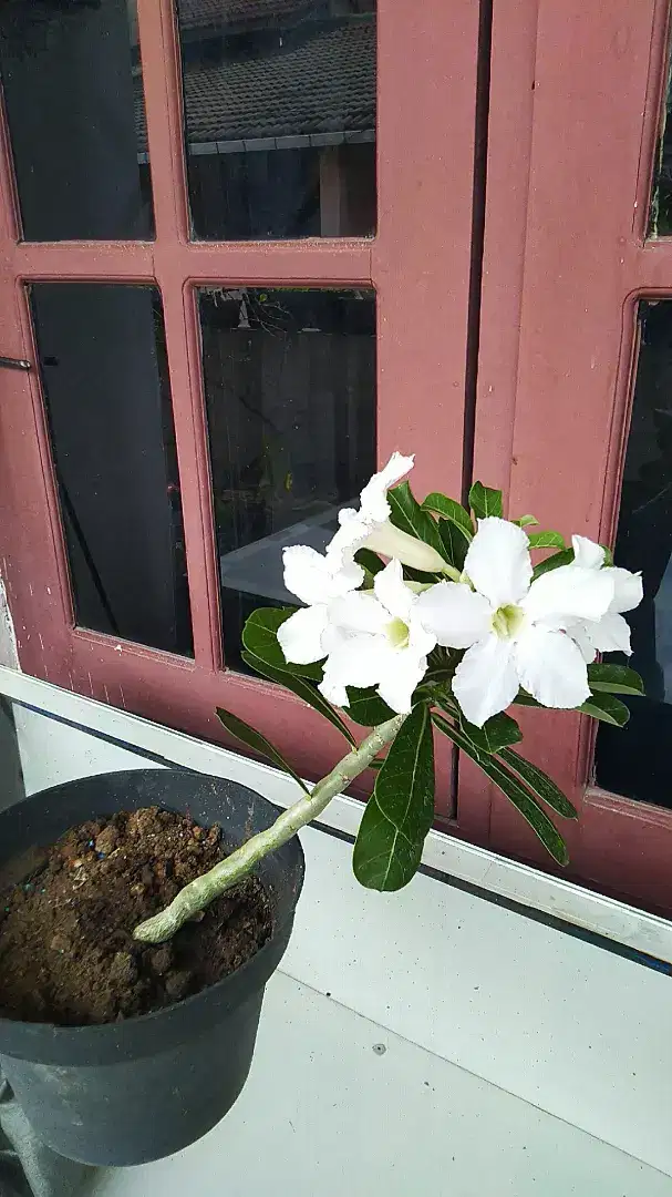 tanaman adenium bunga putih