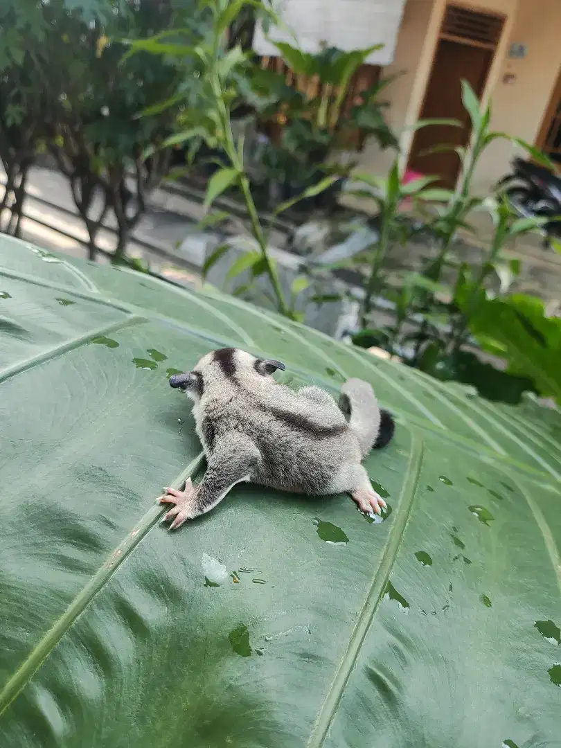 Sugar glider clasic grey