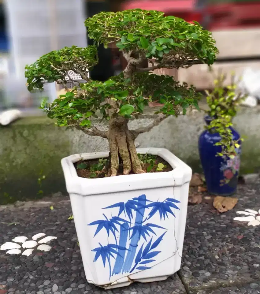 Bonsai Sancang Small