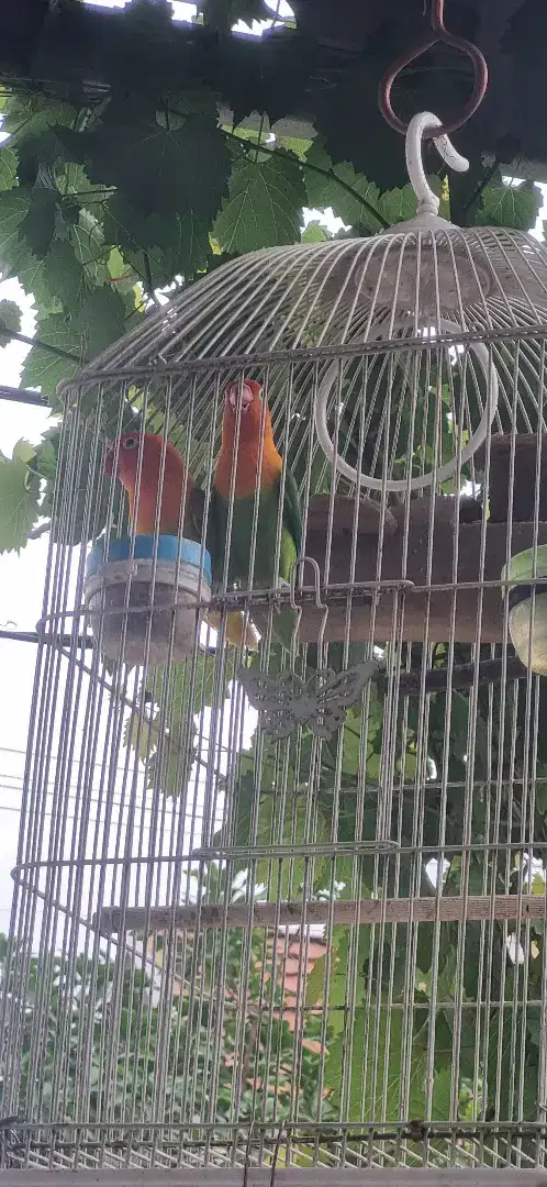 Lovebird sepasang