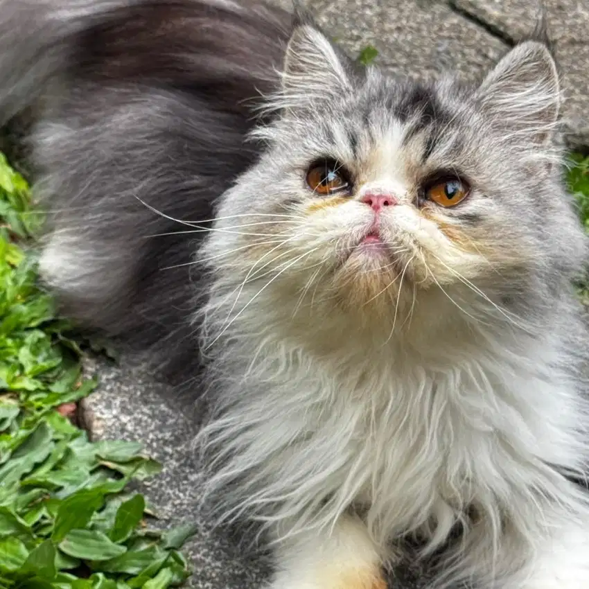 KUCING PERSIA PEAKNOSE LONGHAIR JANTAN