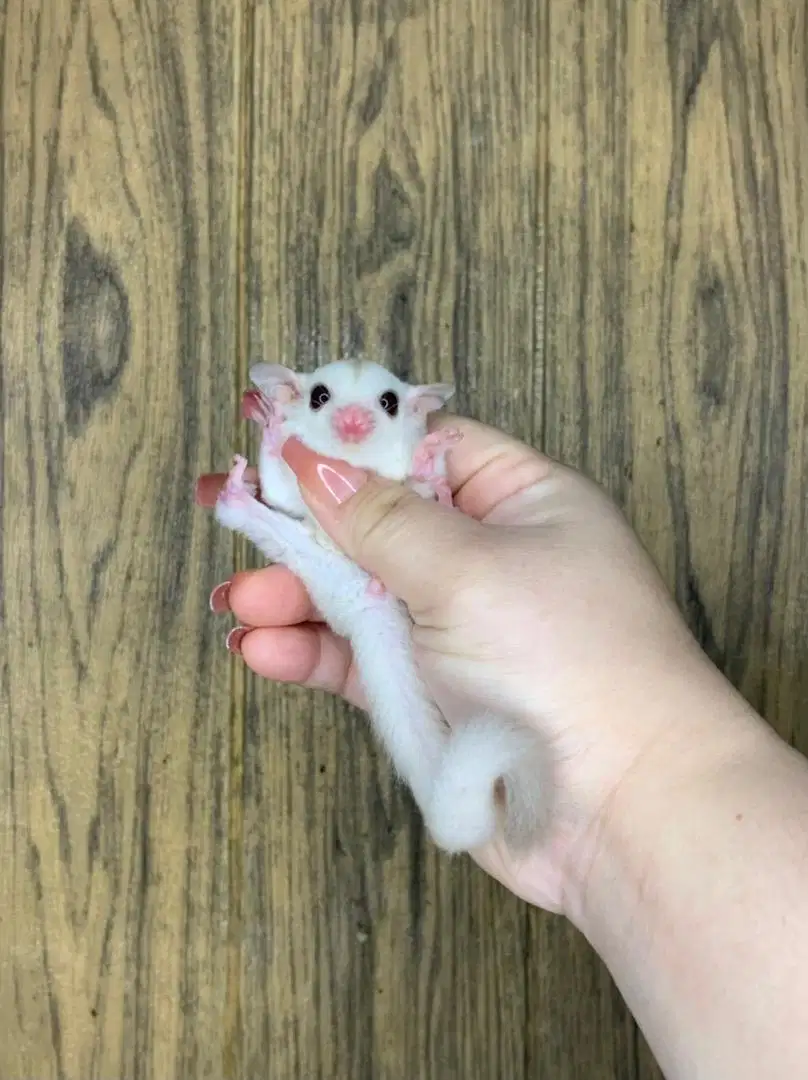 Sugar glider creamino