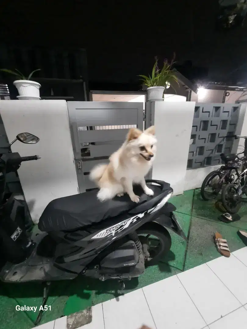 Anjing mini pom jantan