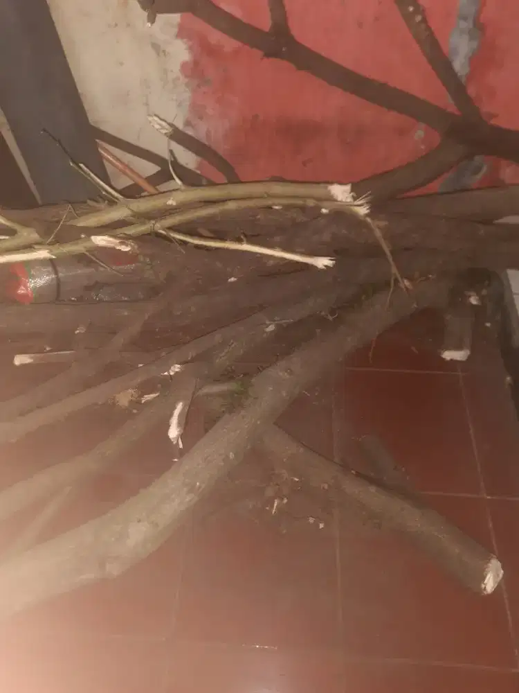 Batang pohon buat tanaman rambat