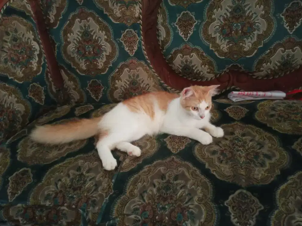 Kucing Persia Jantan umur 5bln Sehat Lucu penurut