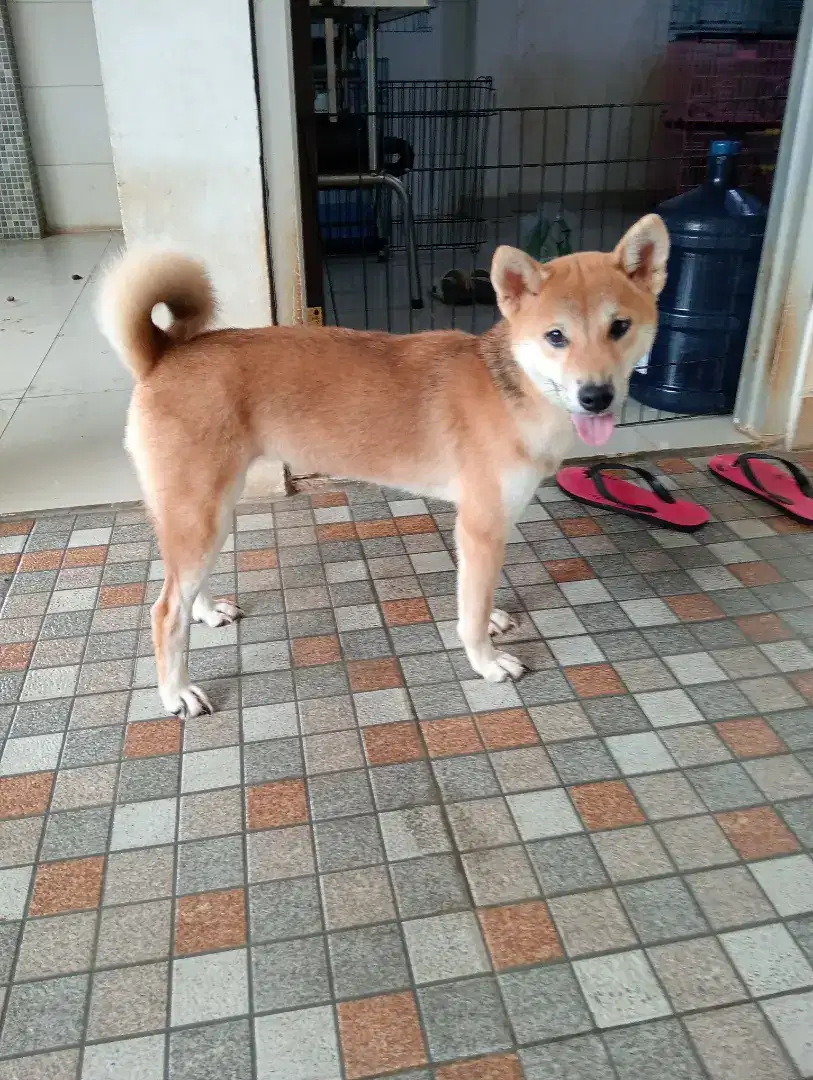 Jual cepat calon indukan Shiba inu