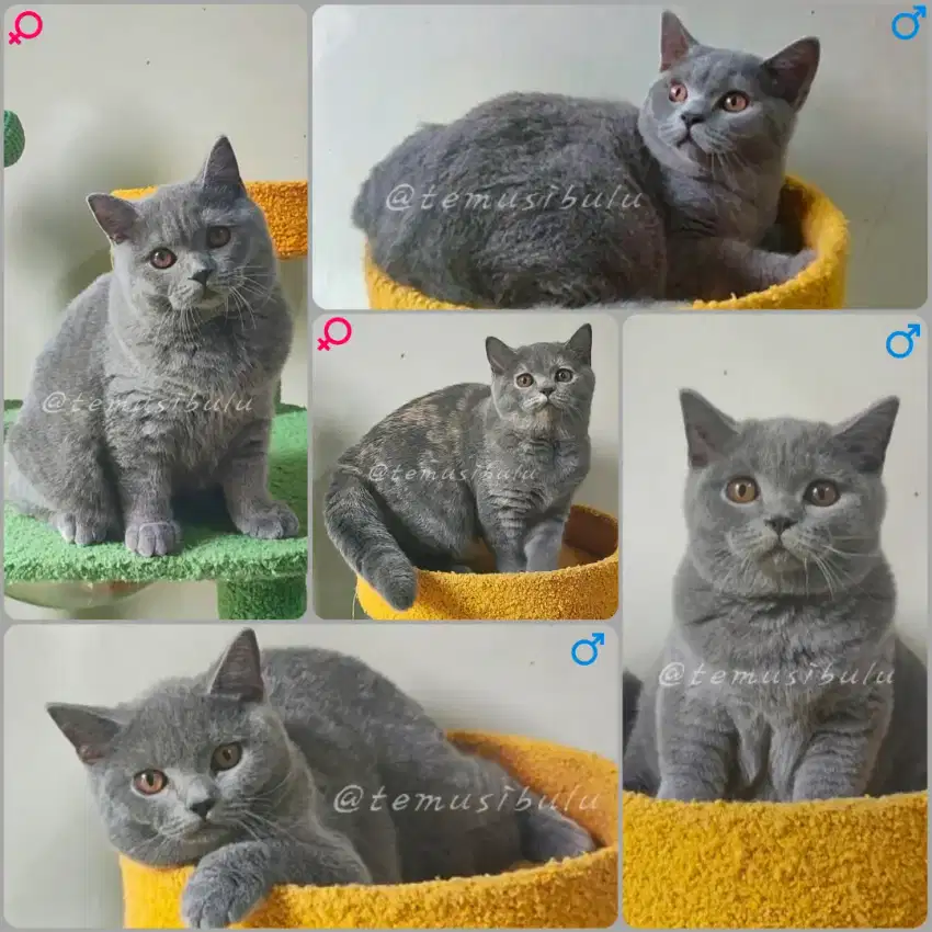 Kucing British Shorthair BSH PED Kitten