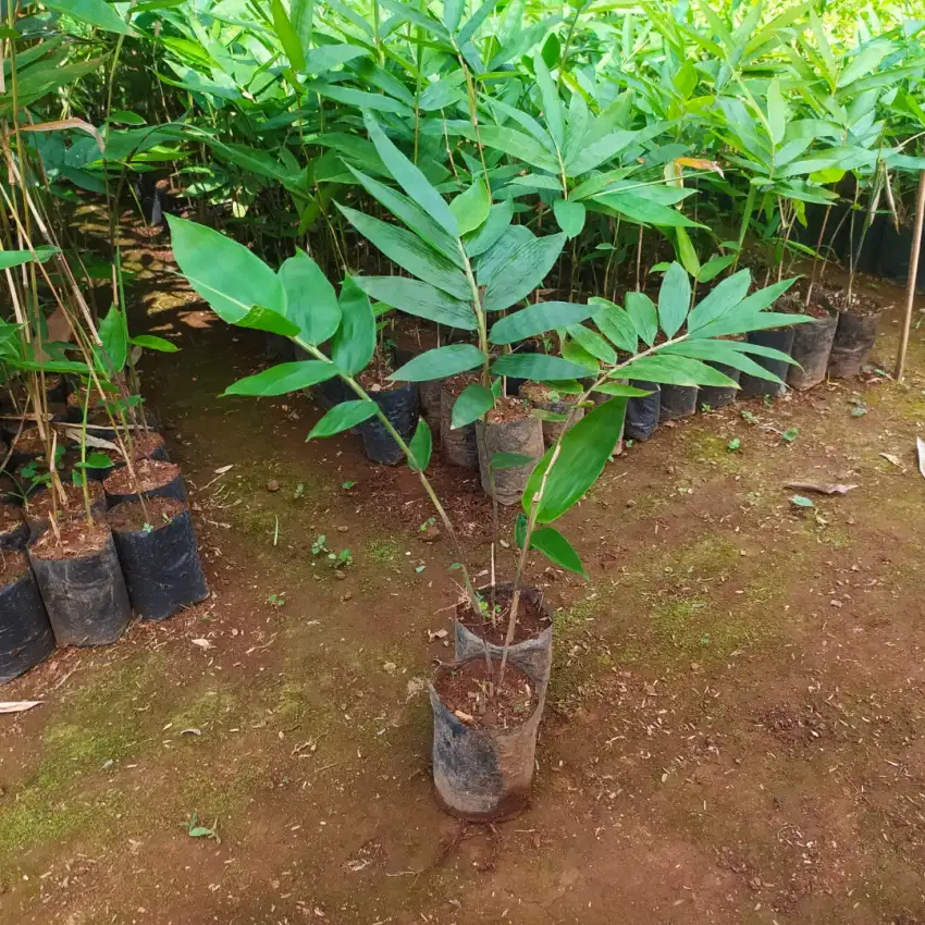 Bibit Bambu Petung