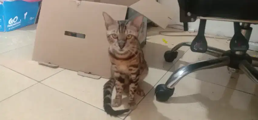 Kucing jantan 8 bulan