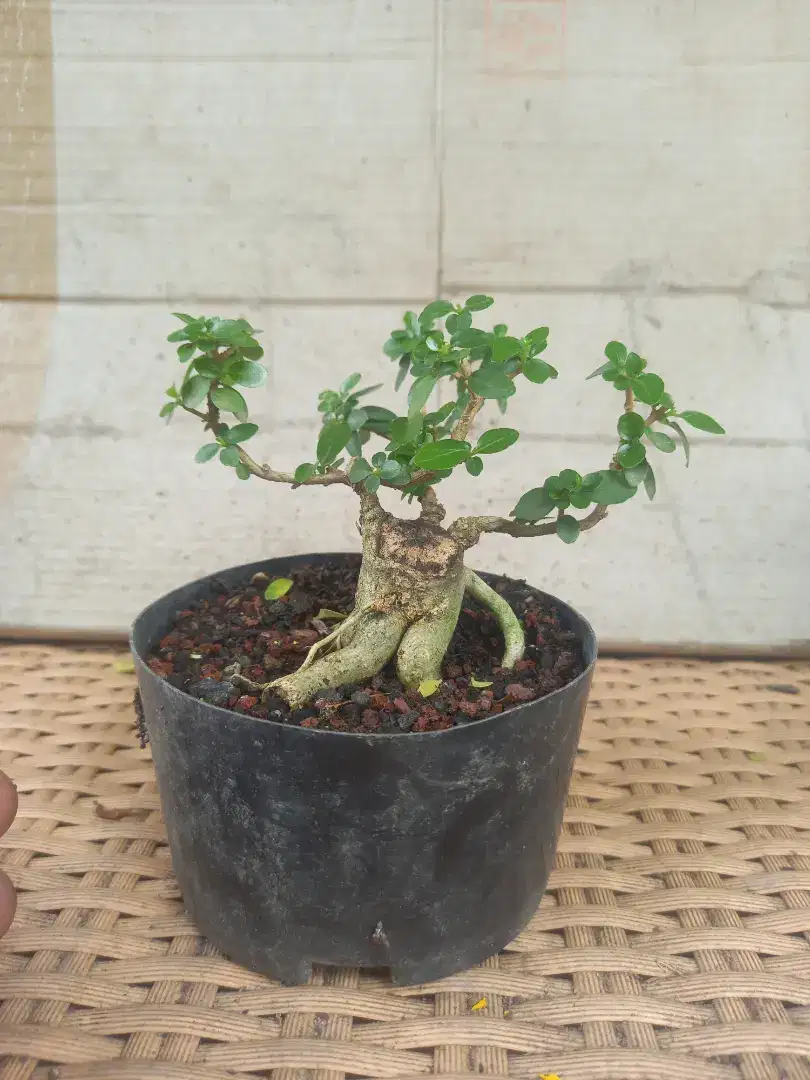 Bonsai borongan 3pcs mumer