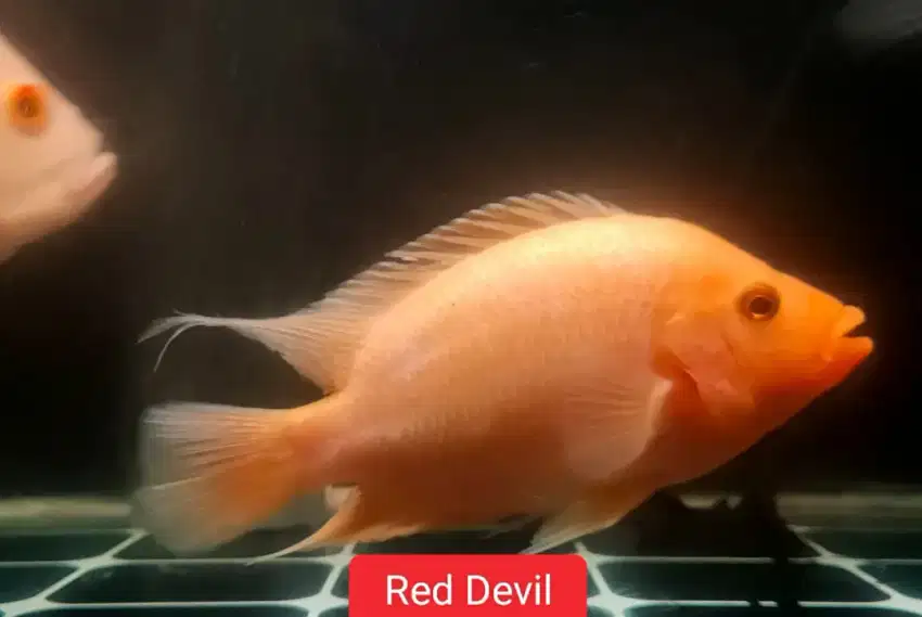 Ikan Predator Red Devil Jaguar