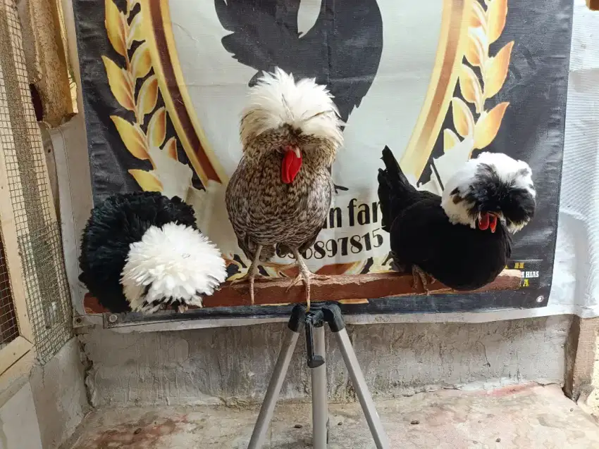 jantan ayam polan chuko show quality