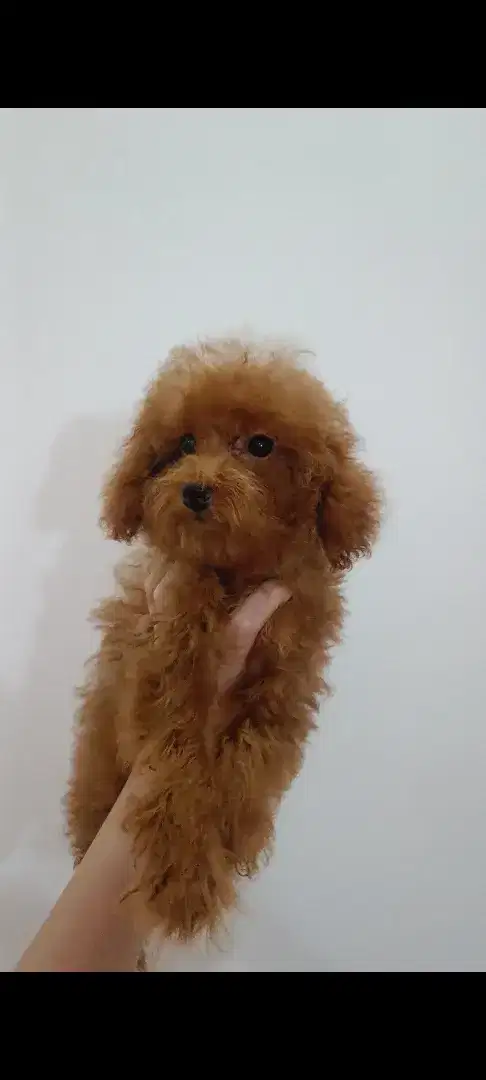 Anjing tiny poodle betina