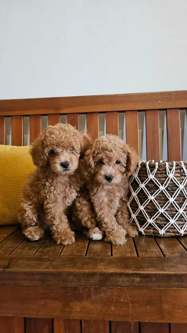 Jual Toy Poodle Jantan Betina Stambum