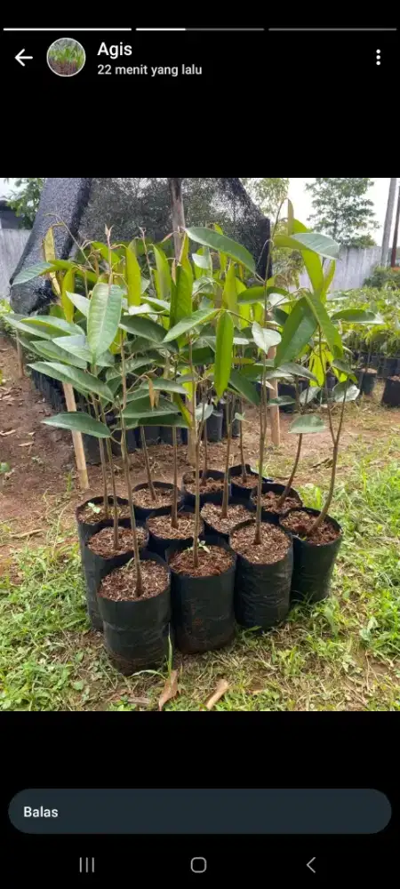 Bibit durian tupai king