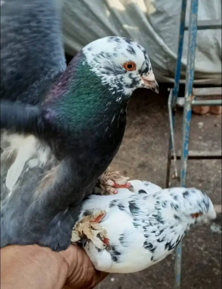 Sepasang Merpati jebros