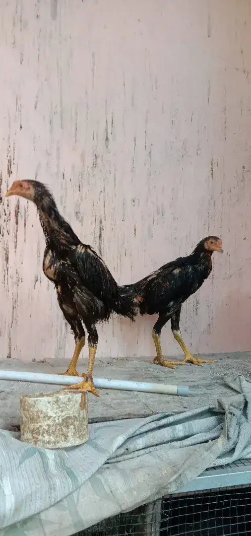 Ayam bangkok batu rante batu lapak