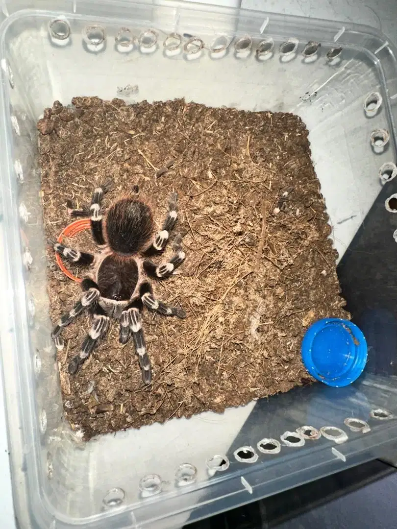 Tarantula achanthoscurria geniculata female