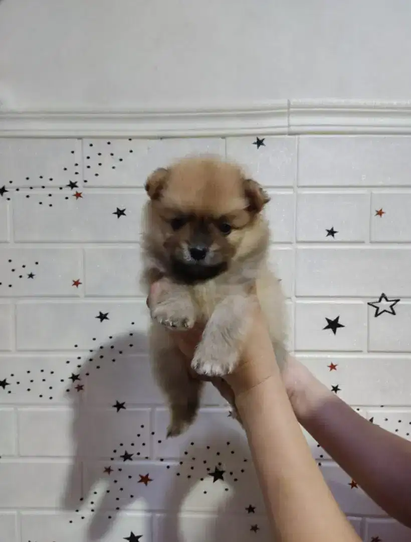 Anjing Puppy Mini Pom