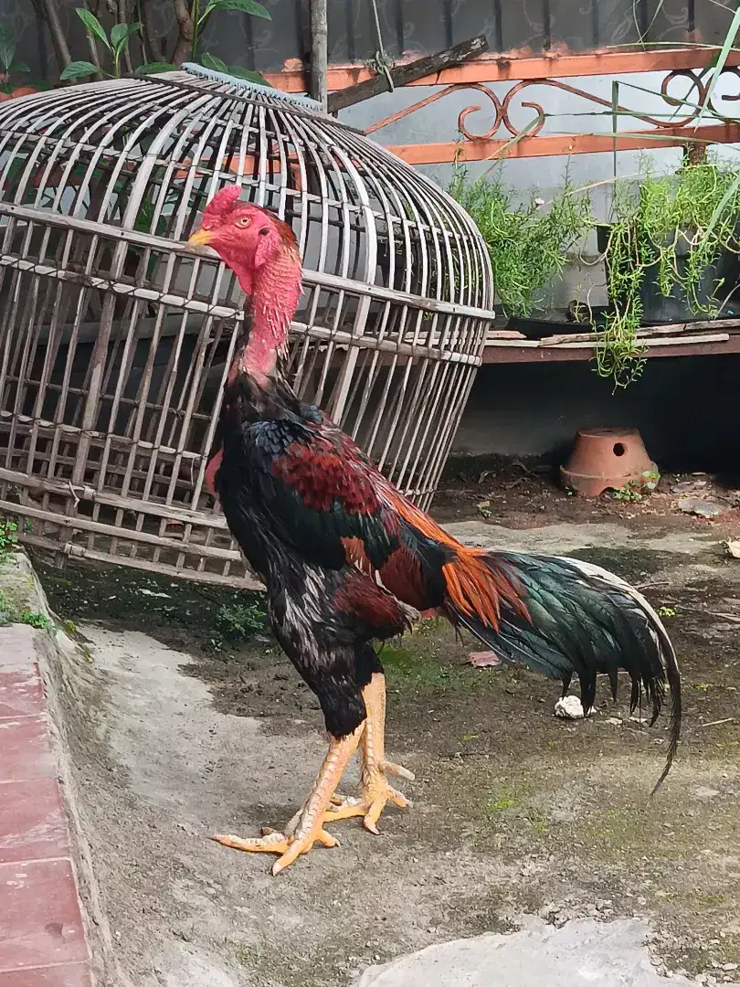 Ayam Bangkok edisi pacek (Brazillian)