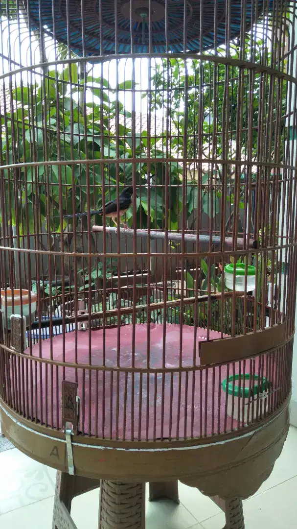 Jual burung murai betina