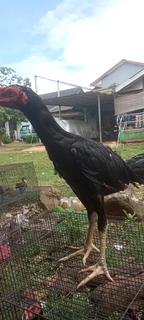 Anak ayam Bangkok jantan