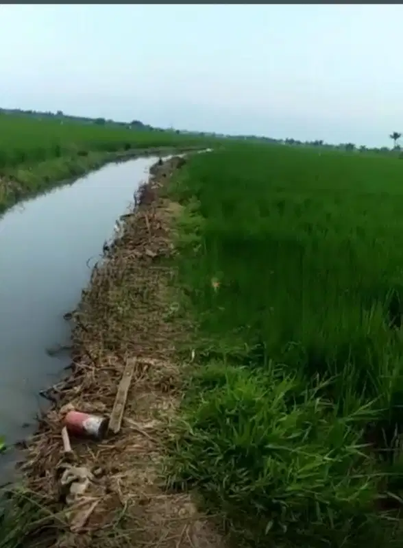 Dijual Tanah Sawah di Karawang Akses Sangat Strategis