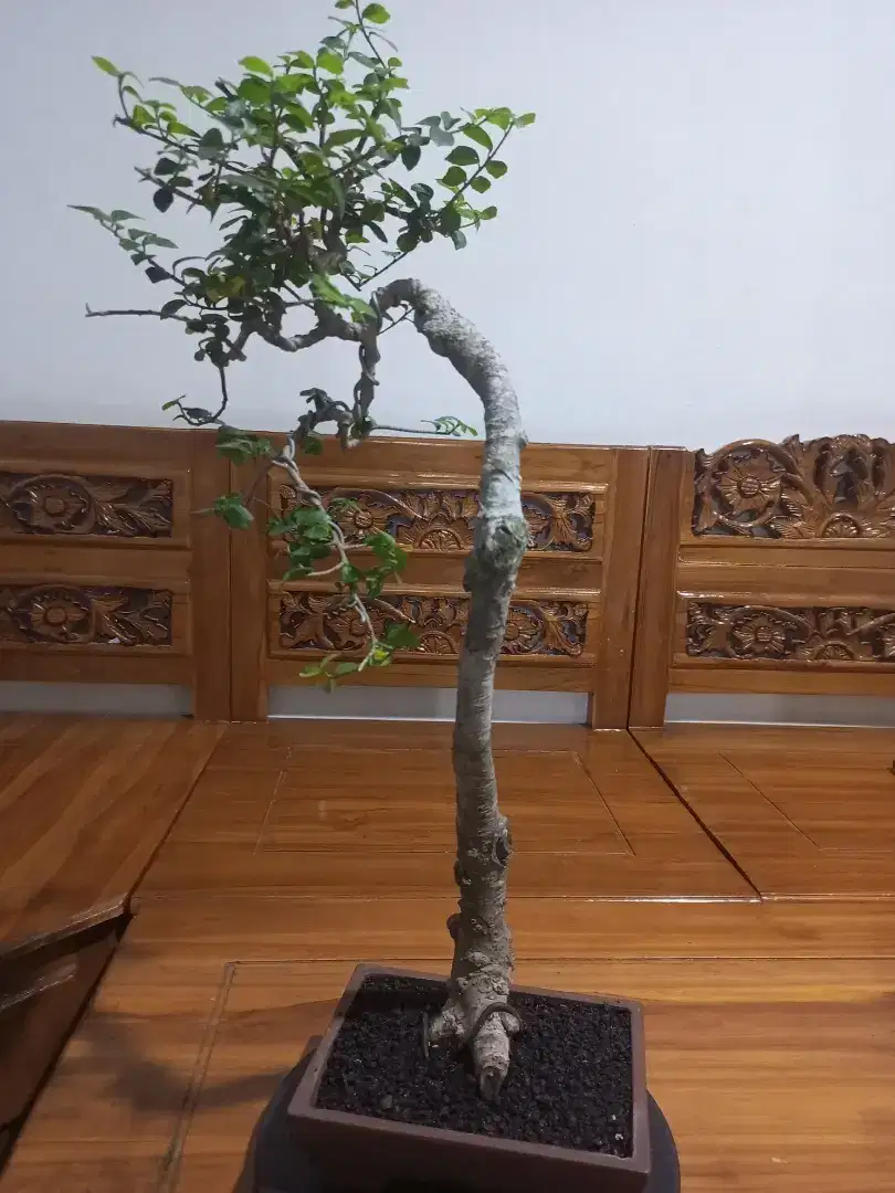 bonsai bunjin id serut siap pajang