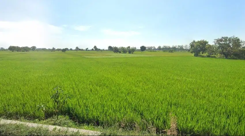 Jual tanah sawah strategis sarirejo lamongan murah