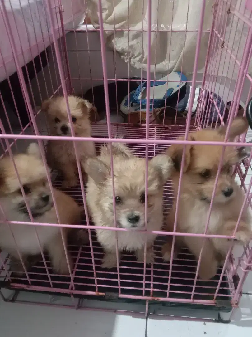 Anjing Maltesse mix Minipom betina