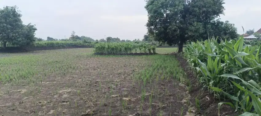 Dijual tanah sawah tulangan Sidoarjo