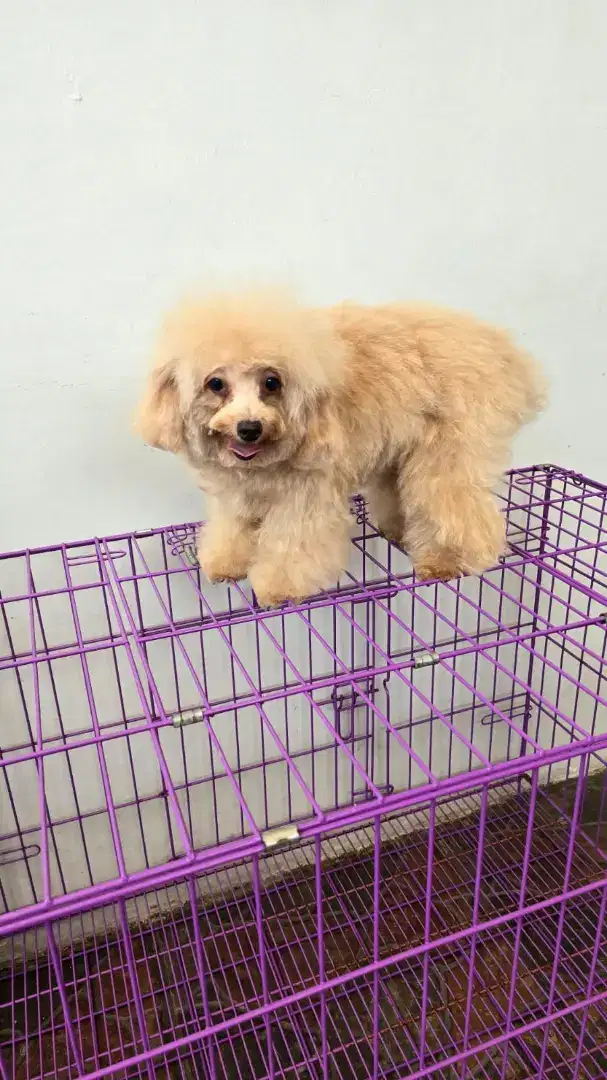 Anjing poodle Fawn/Apricot