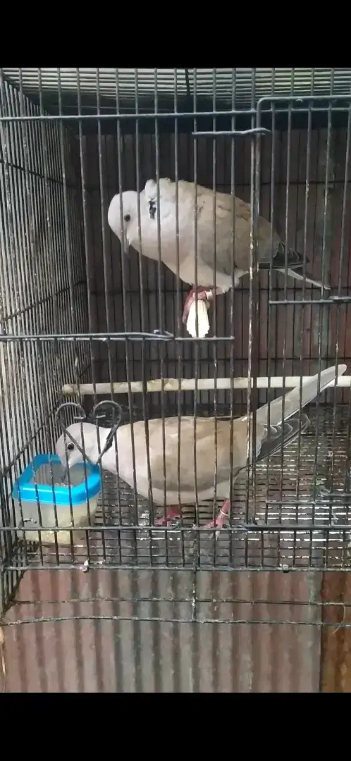 Burung puter induk sepasang