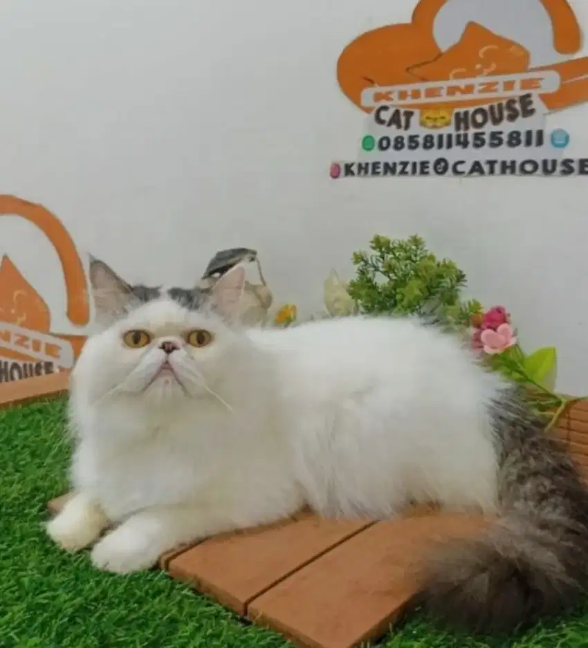 Kucing peaknose janttan lucu Longhair gemoy