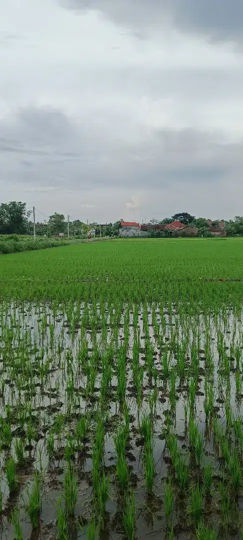 Dijual sawah daerah Mejayan, Madiun