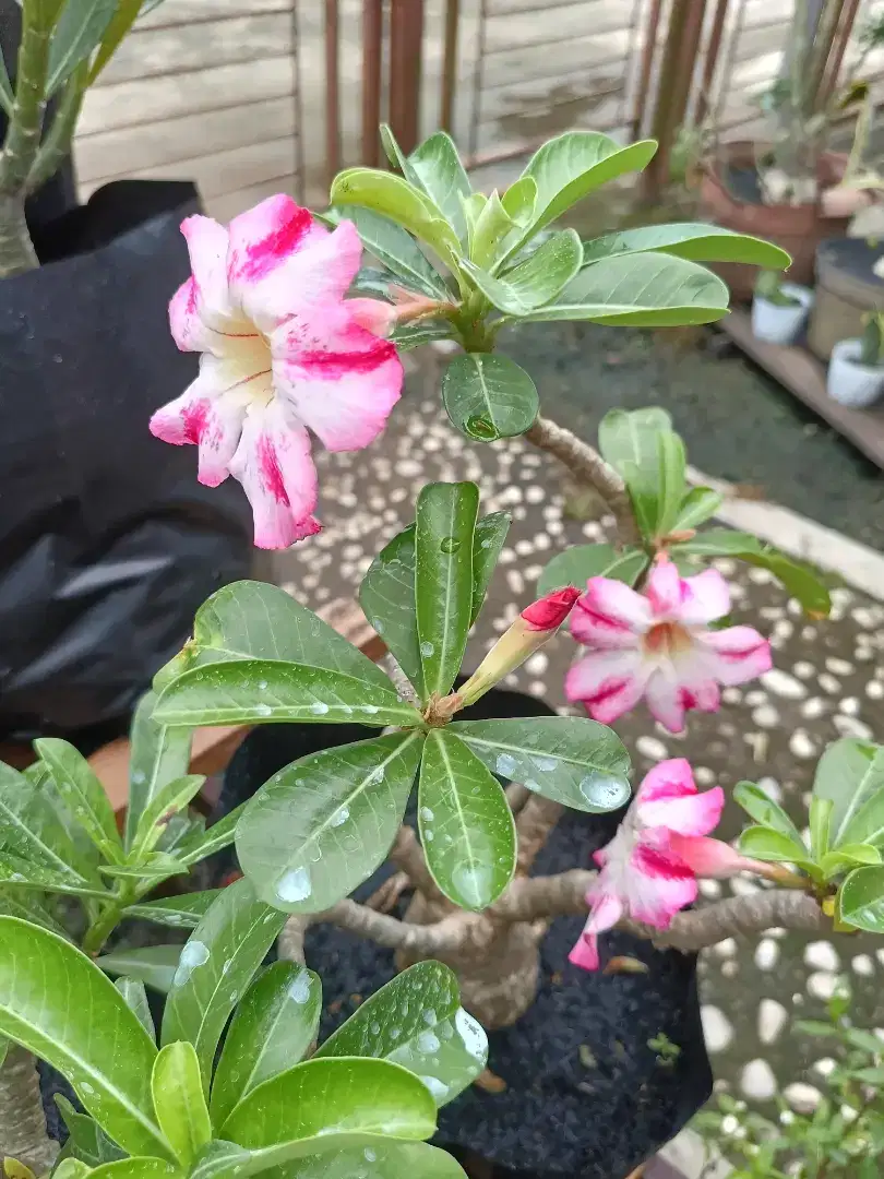 Adenium garden banjarmasin