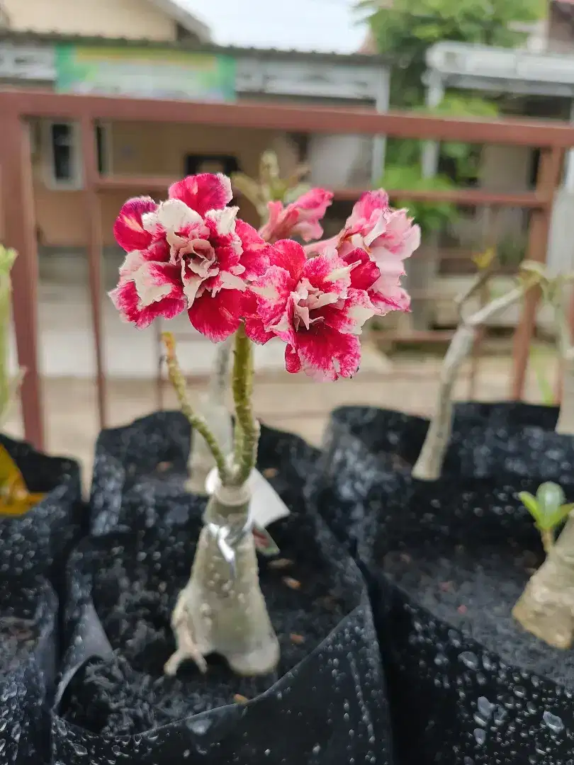 Adenium garden banjarmasin