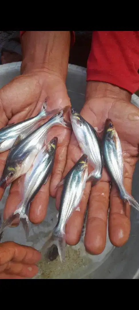 Jual bibit ikan patin