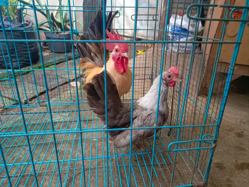 ayam kate sepasang