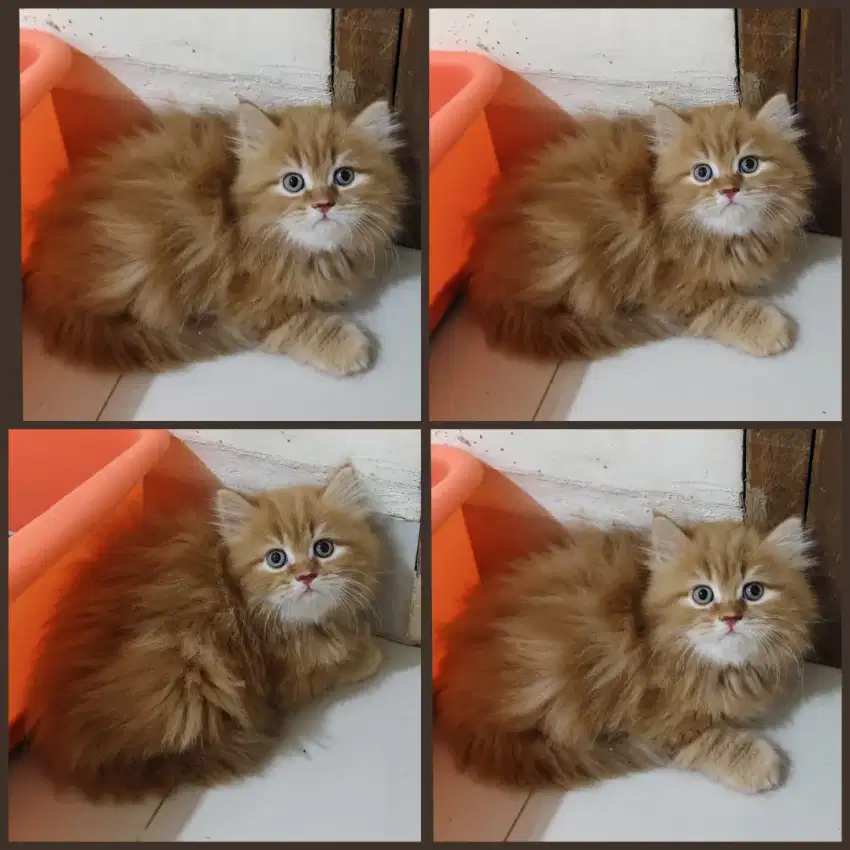 Kucing kitten persia