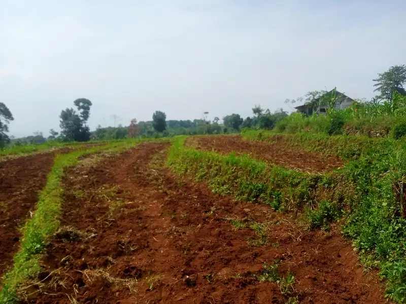 TANAH KEBUN MURAH  UNTUK VILLA KEBUN