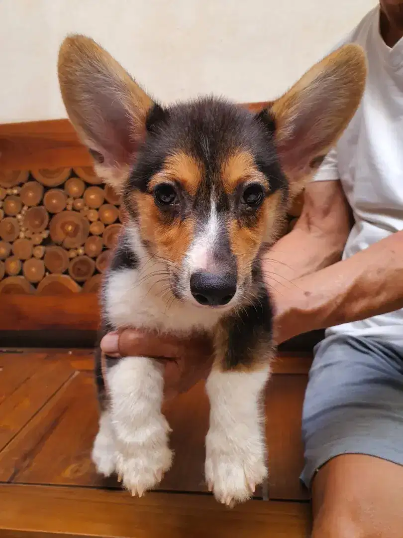 Anjing corgi betina stambum murah