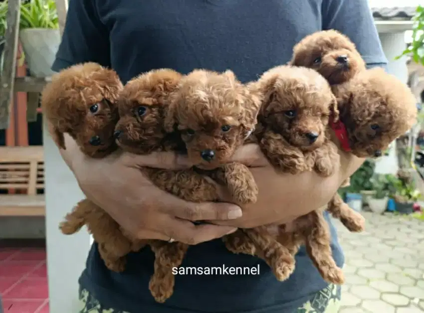 Poodle stambum bagus, nego sampai jadi.